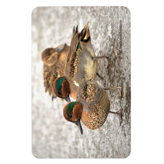 Cute Trio of Green-Winged Teals Magneet (Verticaal)