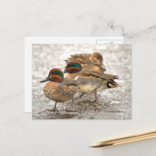Cute Trio van groene Blauwgroen eenden Briefkaart
