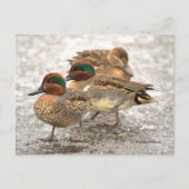 Cute Trio van groene Blauwgroen eenden Briefkaart (Voorkant)