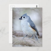 Cute Tufted Titmouse Briefkaart (Voorkant / Achterkant)