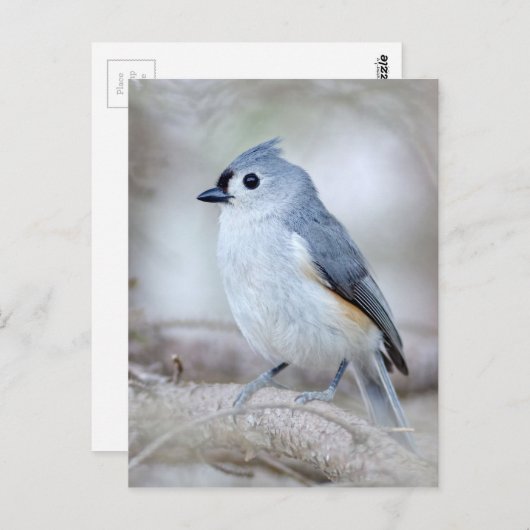 Cute Tufted Titmouse Briefkaart (Voorkant / Achterkant)