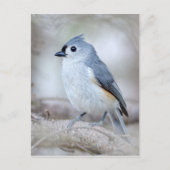Cute Tufted Titmouse Briefkaart (Voorkant)