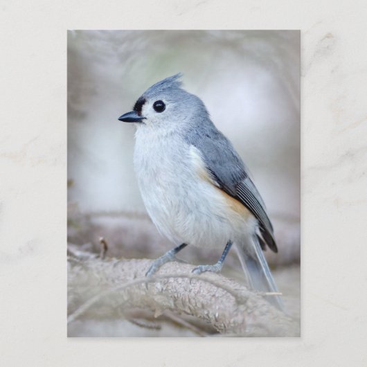 Cute Tufted Titmouse Briefkaart (Voorkant)