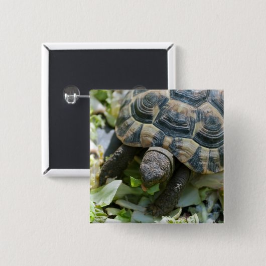 Cute Turtle Vierkante Button 5,1 Cm (Voorkant /achterkant)