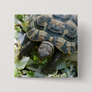 Cute Turtle Vierkante Button 5,1 Cm