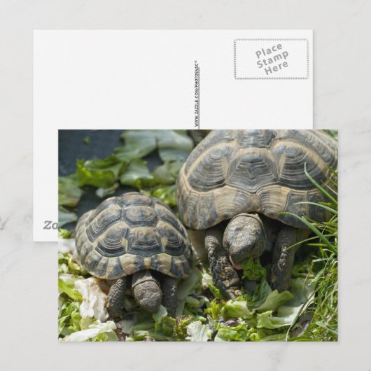 Cute Turtles Briefkaart (Voorkant / Achterkant)