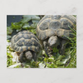 Cute Turtles Briefkaart (Voorkant)