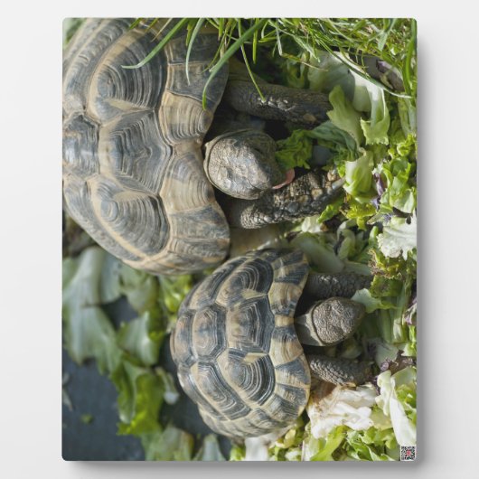 Cute Turtles Fotoplaat (Voorkant)