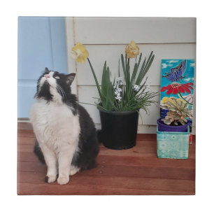 Cute Tuxedo Cat Black White Cats Floral Daffodil Tegeltje
