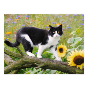 Cute tuxedo cat op een boomtak met zonnebloemen - foto afdruk