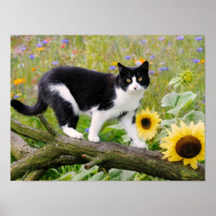 Cute tuxedo cat op een boomtak met zonnebloemen - poster