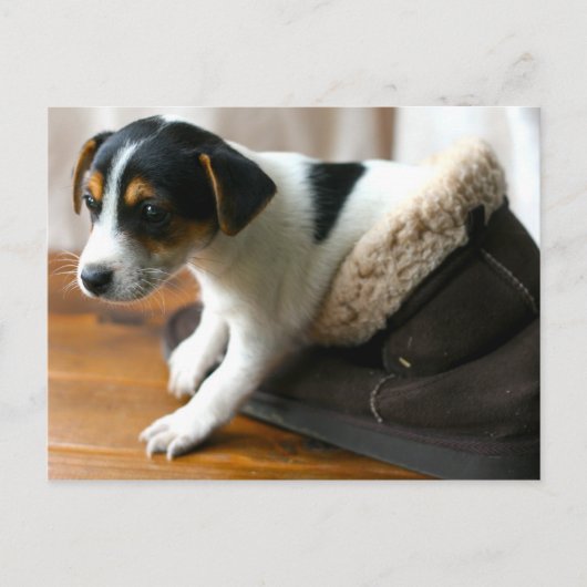 Cute Ugg Puppy Briefkaart (Jack Russell Terrier) (Voorkant)