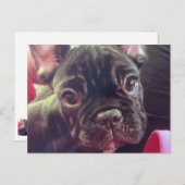 Cute Vrouw French Bulldog Brindle Brown Frenchie Briefkaart (Voorkant / Achterkant)