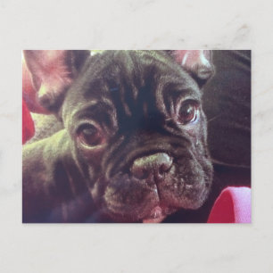 Cute Vrouw French Bulldog Brindle Brown Frenchie Briefkaart