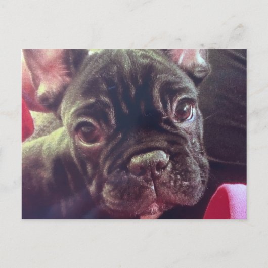 Cute Vrouw French Bulldog Brindle Brown Frenchie Briefkaart (Voorkant)