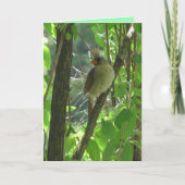 Cute vrouw Kardinaal in de Boom blanco Kaart (Voorkant)
