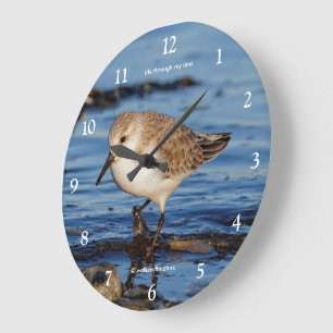 Cute Wandering Sanderling Shorebird Sandpiper Grote Klok