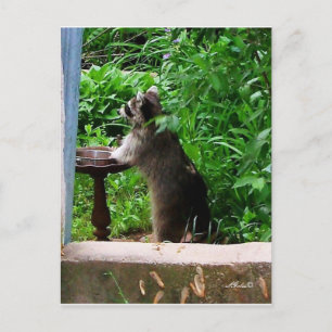 Cute Wasbeer Eet aan Voederplank voor Vogels Ansic Briefkaart