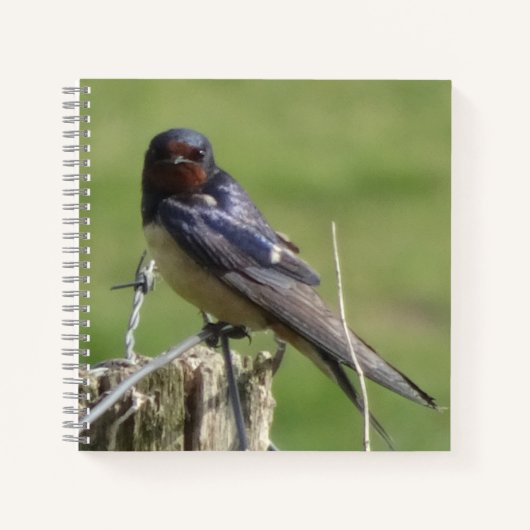 Cute Watching Barn Swallow Birdwatch Notitieboek (Voorkant)