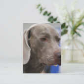 Cute Weimaraner Briefkaart (Staand voorkant)