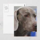 Cute Weimaraner Briefkaart (Voorkant / Achterkant)