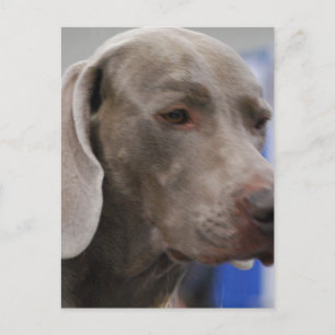 Cute Weimaraner Briefkaart