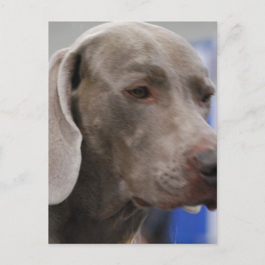 Cute Weimaraner Briefkaart (Voorkant)