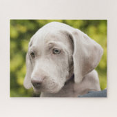 Cute Weimaraner Puppy Dog Legpuzzel (Horizontaal)