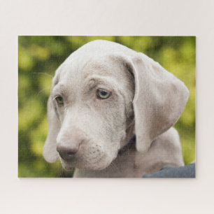 Cute Weimaraner Puppy Dog Legpuzzel