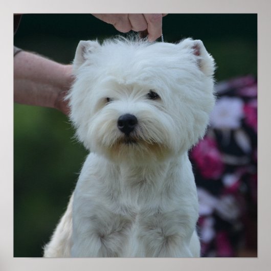 Cute West Highland White Terrier Poster (Voorkant)