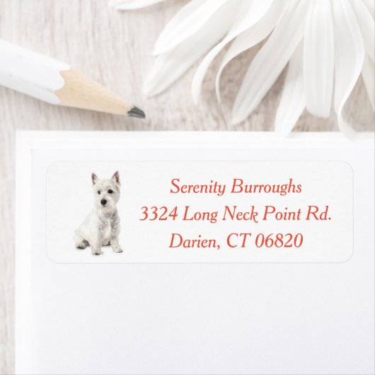 Cute West Highland White Terrier Puppy Dog Ma Etiket (Insitu)