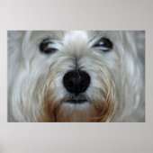 Cute Westie Canvas Print (Voorkant)