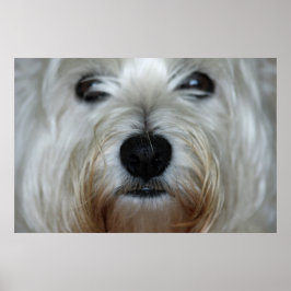 Cute Westie Canvas Print