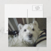 Cute Westie Face Photo Briefkaart (Voorkant / Achterkant)