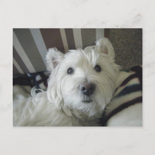 Cute Westie Face Photo Briefkaart
