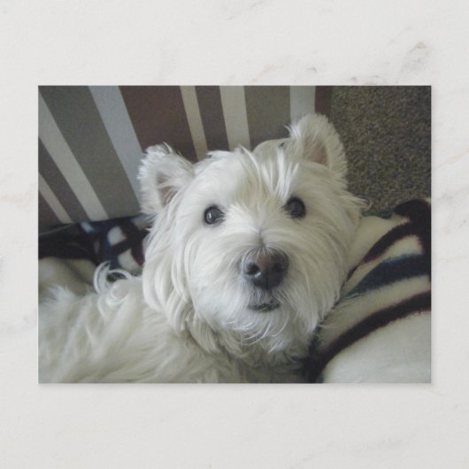 Cute Westie Face Photo Briefkaart (Voorkant)