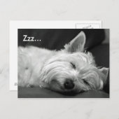 Cute Westie (West Highland Terrier) Dog Briefkaart (Voorkant / Achterkant)