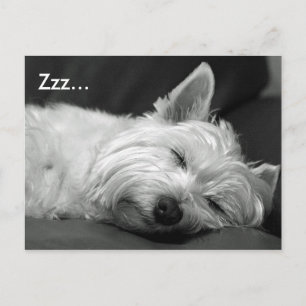 Cute Westie (West Highland Terrier) Dog Briefkaart