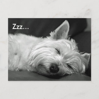 Cute Westie (West Highland Terrier) Dog Briefkaart