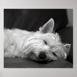 Cute Westie (West Highland Terrier) Dog Poster