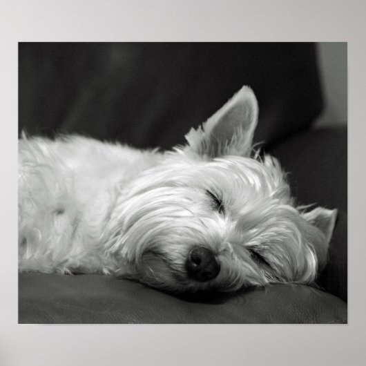 Cute Westie (West Highland Terrier) Dog Poster (Voorkant)