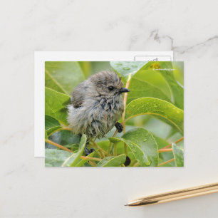 Cute Wet Wee Baby Bushtit Songbird on Laurel Briefkaart