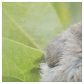 Cute Wet Wee Bushtit op de Laurel Stof (Close Up)