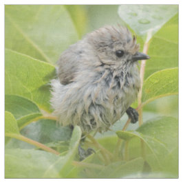 Cute Wet Wee Bushtit op de Laurel Stof