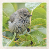 Cute Wet Wee Bushtit Songbird on Laurel Glazen Onderzetter (Voorkant)
