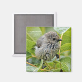 Cute Wet Young Bushtit Songbird on the Laurel Magneet (Voorkant / Achterkant)