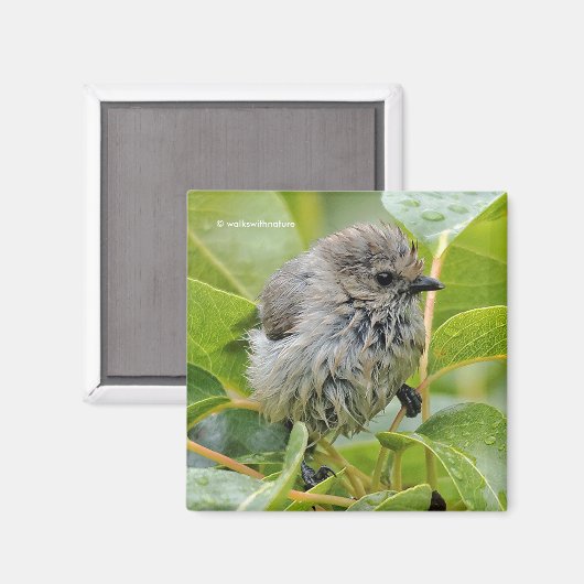 Cute Wet Young Bushtit Songbird on the Laurel Magneet (Voorkant / Achterkant)