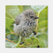 Cute Wet Young Bushtit Songbird on the Laurel Magneet (Voorkant)