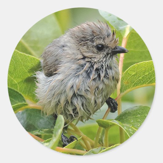 Cute Wet Young Bushtit Songbird on the Laurel Ronde Sticker (Voorkant)