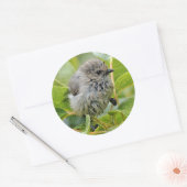 Cute Wet Young Bushtit Songbird on the Laurel Ronde Sticker (Envelop)